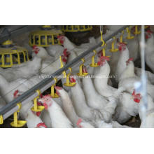 Automatic Broiler feeding line